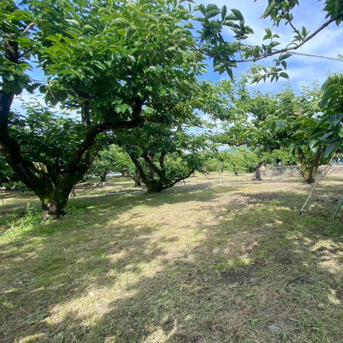 除草剤を使わず雑草処理